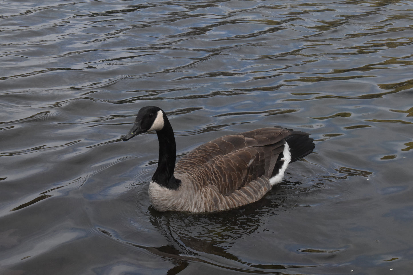 Goose in the river