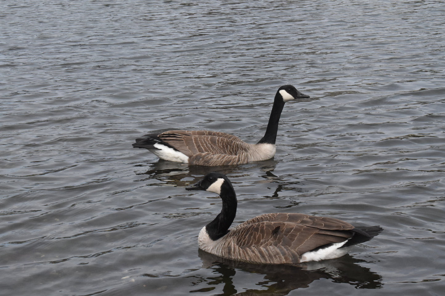 Geese in the river