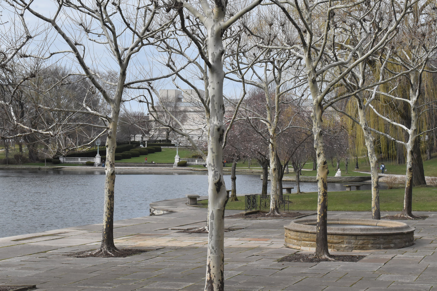 tree beside the river