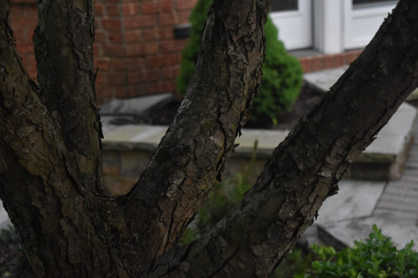 Extraordinary Tree Trunk