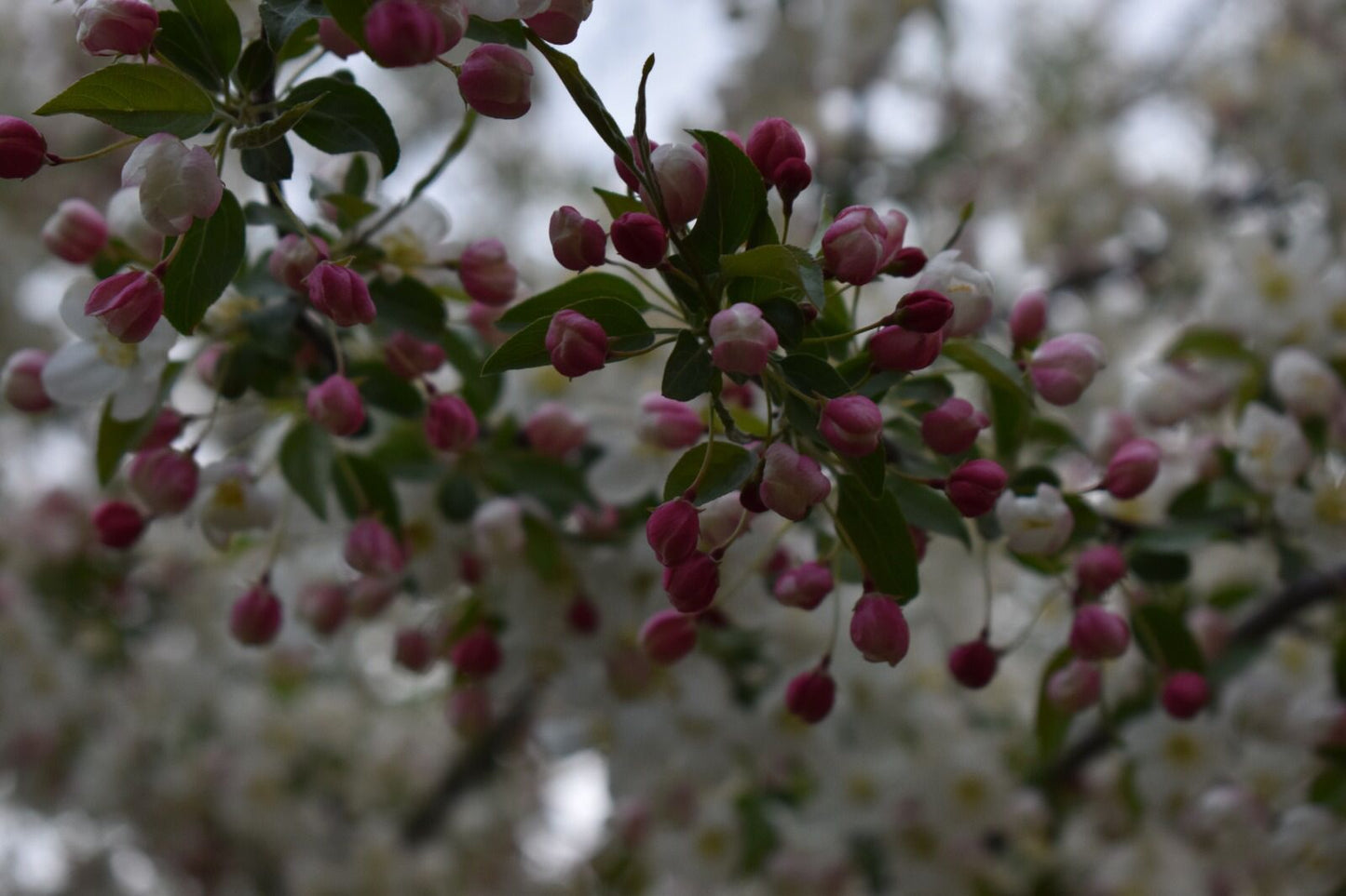 dark pink flower shot
