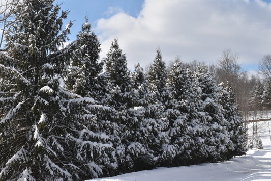 Winter Tree