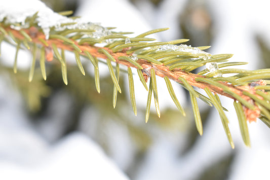 Frozen Leaf