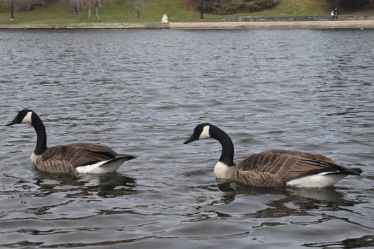 geese swimming