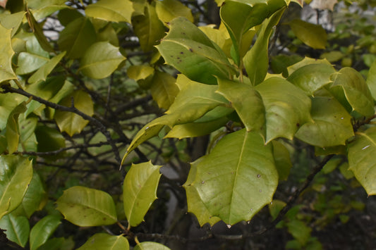Green Leaves
