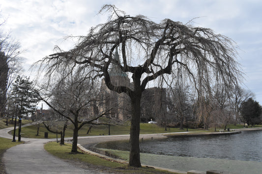 old Tree