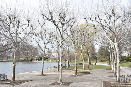 Leafless Tree