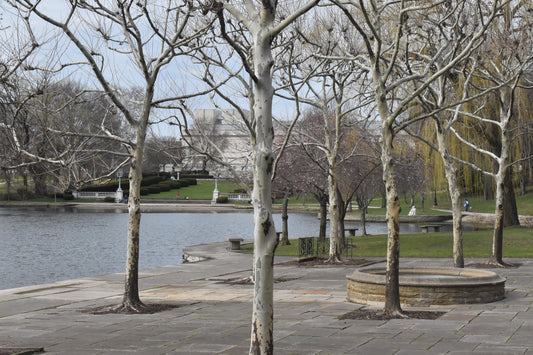 tree beside the river