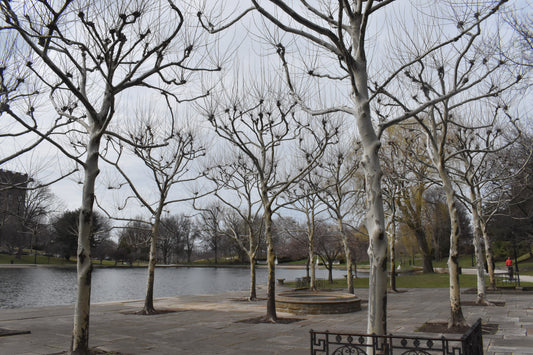 Amazing Trees view