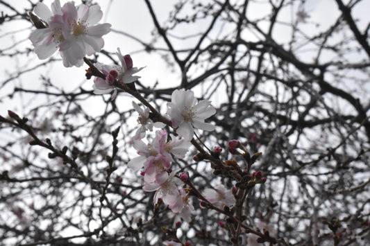 flower on tree