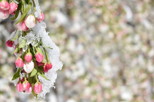 close up shot to the ice