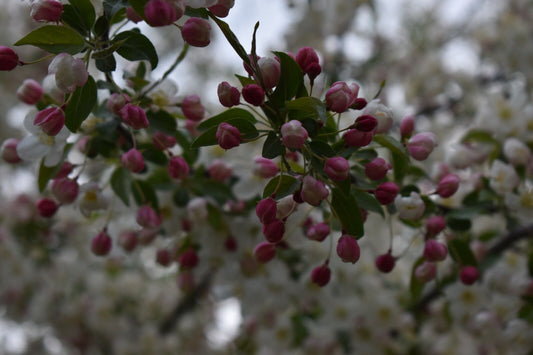 dark pink flower shot